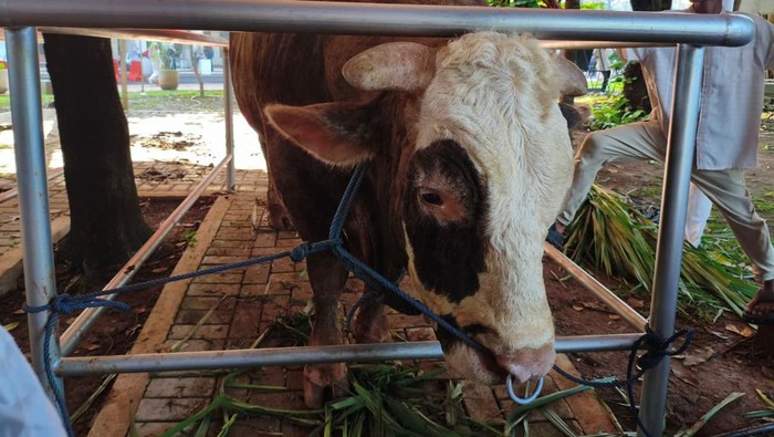 Hukum Makan Daging Kurban Sendiri Jadi Pertanyaan Saat Iduladha, Ini Penjelasan Para Ulama