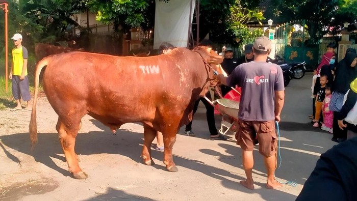 Sapi Kurban Bertuliskan Inisial Misterius di Dekat Kediaman Amien Rais Jadi Perbincangan Warga