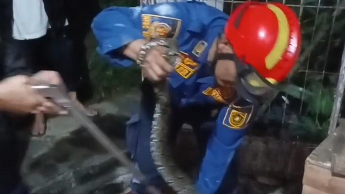 Ular Sanca Bersarang di Plafon Rumah Warga Bogor, Damkar Lakukan Evakuasi Dini Hari