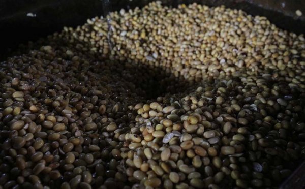 Harga Kedelai Naik hingga Rp13.700 per Kilogram, Pemerintah Pertimbangkan Skema Subsidi